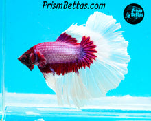 Load image into Gallery viewer, Salamander Butterfly Halfmoon Male