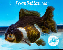 Load image into Gallery viewer, Panda Oranda ~1.5-2 inches (body only)