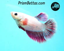 Load image into Gallery viewer, Salamander Halfmoon Female