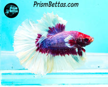 Load image into Gallery viewer, Salamander Butterfly Rosetail Halfmoon Male