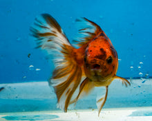 Load image into Gallery viewer, Calico Longfinned Oranda (3-3.5 inches) Imported from Thailand