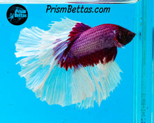 Load image into Gallery viewer, Salamander Butterfly Halfmoon Male