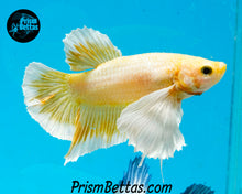 Load image into Gallery viewer, Gold Dumbo Halfmoon Plakat Male