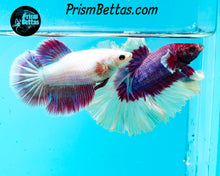 Load image into Gallery viewer, Salamander Butterfly Rosetail Halfmoon Male