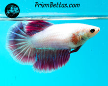 Load image into Gallery viewer, Salamander Halfmoon Female