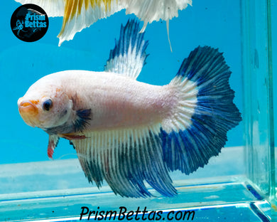 Blue Rim Marble Halfmoon Female