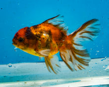 Load image into Gallery viewer, Calico Longfinned Oranda (3-3.5 inches) Imported from Thailand