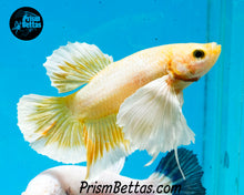 Load image into Gallery viewer, Gold Dumbo Halfmoon Plakat Male