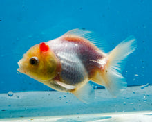 Load image into Gallery viewer, Red and White Shogun Godzilla Oranda (3-3.5 inches) Imported from Thailand