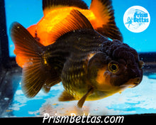 Load image into Gallery viewer, Bronze Oranda ~1.5-2 inches (body only)