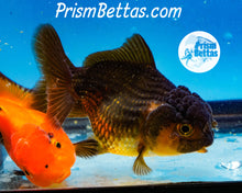 Load image into Gallery viewer, Bronze Oranda ~1.5-2 inches (body only)