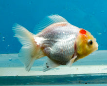Load image into Gallery viewer, Red and White Shogun Godzilla Oranda (3-3.5 inches) Imported from Thailand
