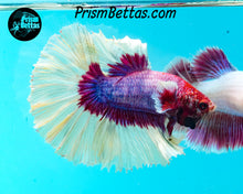 Load image into Gallery viewer, Salamander Butterfly Rosetail Halfmoon Male