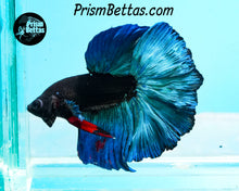 Load image into Gallery viewer, Blacklight Marble Halfmoon Male