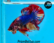 Load image into Gallery viewer, Rainbow Marble Halfmoon Plakat Male