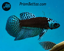Load image into Gallery viewer, Wildtype Betta Alien Samurai Green/Turquoise