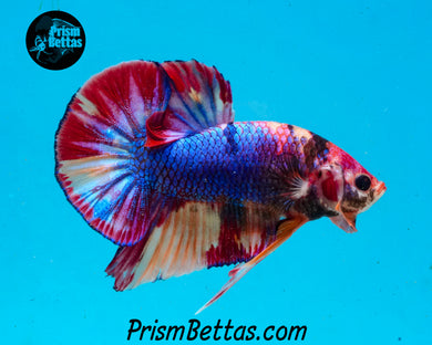 Rainbow Marble Halfmoon Plakat Male