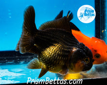 Load image into Gallery viewer, Bronze Oranda ~1.5-2 inches (body only)