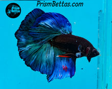 Load image into Gallery viewer, Blacklight Marble Halfmoon Male