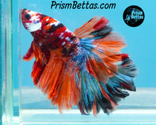 Load image into Gallery viewer, Candy Koi Halfmoon Male