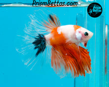 Load image into Gallery viewer, Orange Koi Halfmoon Male