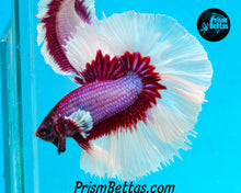 Load image into Gallery viewer, Salamander Butterfly Halfmoon Male