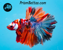 Load image into Gallery viewer, Candy Koi Halfmoon Male