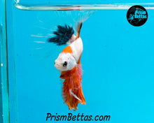 Load image into Gallery viewer, Orange Koi Halfmoon Male