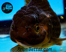 Load image into Gallery viewer, Bronze Oranda ~1.5-2 inches (body only)