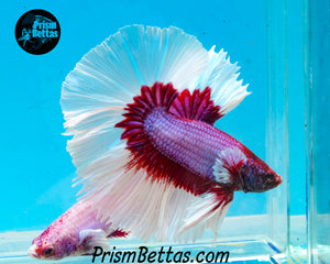 Salamander Butterfly Halfmoon Male