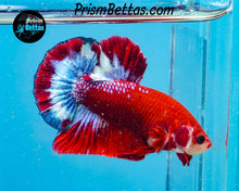Load image into Gallery viewer, Hellboy Halfmoon Plakat Male