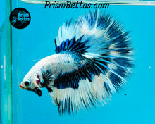 Load image into Gallery viewer, Marble Halfmoon Male