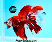 Load image into Gallery viewer, Galaxy Koi Halfmoon Male