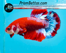 Load image into Gallery viewer, Hellboy Halfmoon Plakat Male