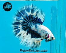 Load image into Gallery viewer, Marble Halfmoon Male