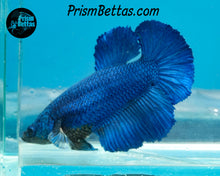 Load image into Gallery viewer, Blue Halfmoon Female