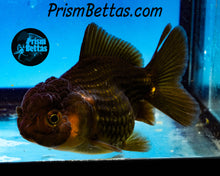 Load image into Gallery viewer, Bronze Oranda ~1.5-2 inches (body only)