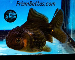 Bronze Oranda ~1.5-2 inches (body only)