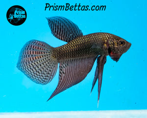 Copper Guitar Smaragdina Male