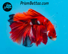 Load image into Gallery viewer, Red Koi Halfmoon Male