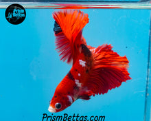 Load image into Gallery viewer, Red Koi Halfmoon Male