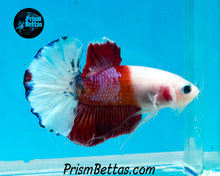 Load image into Gallery viewer, Koi Halfmoon Plakat Male