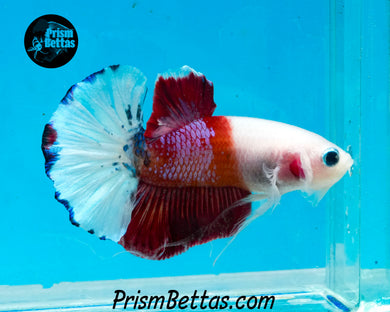 Koi Halfmoon Plakat Male