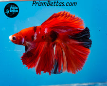 Load image into Gallery viewer, Red Koi Halfmoon Male