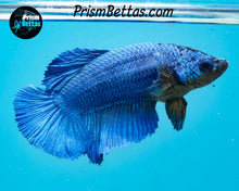 Load image into Gallery viewer, Blue Halfmoon Female