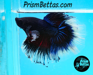 Blue Butterfly Rosetail Halfmoon Male