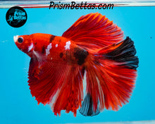 Load image into Gallery viewer, Red Koi Halfmoon Male