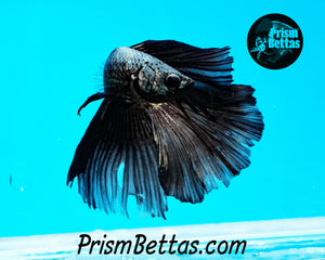 Black Copper Dragon Halfmoon Male