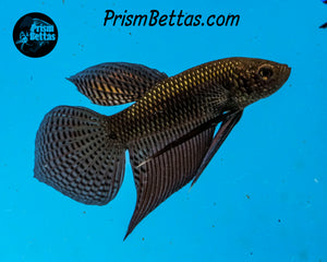Copper Guitar Smaragdina Male