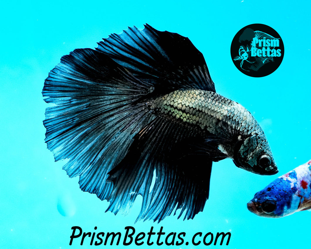 Black Copper Dragon Halfmoon Male